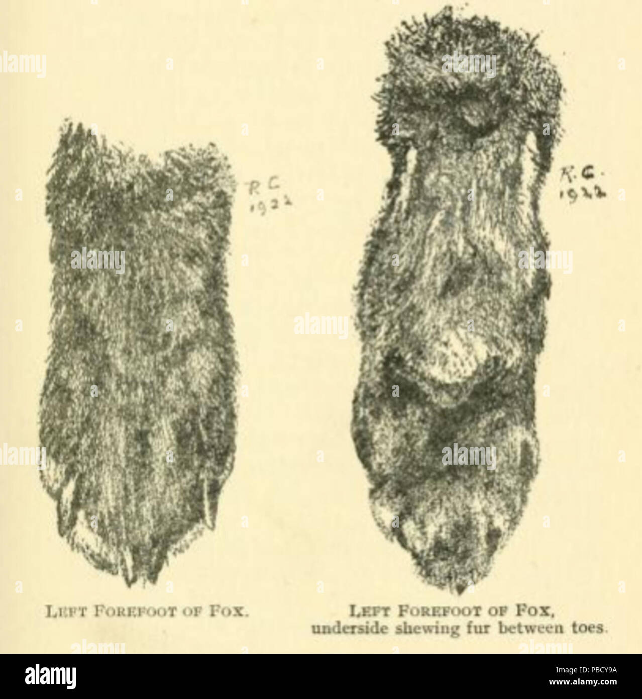 1250 Redfoxpaws Banque D'Images