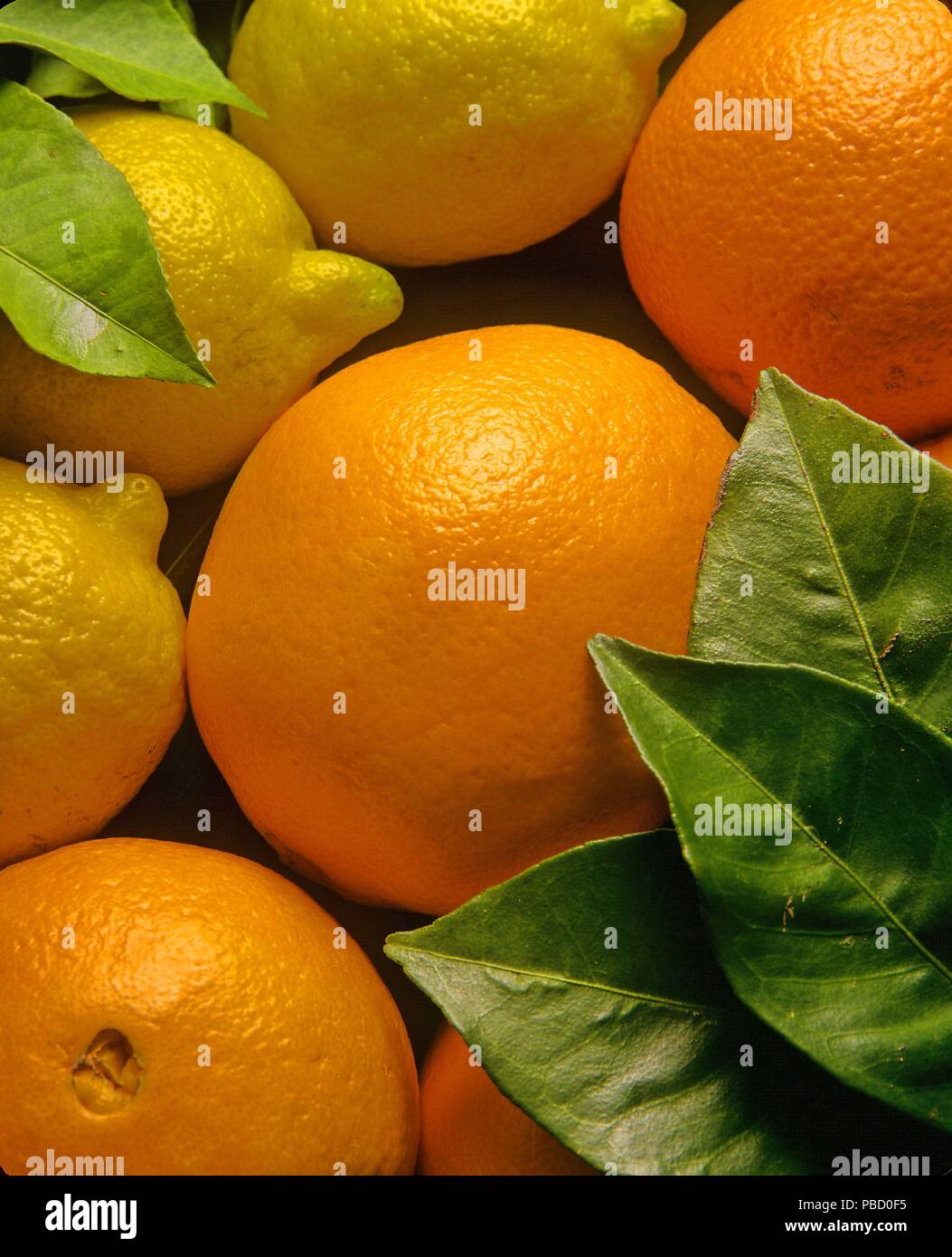 Oranges et citrons, région d'Andalousie, Espagne, Europe. Banque D'Images