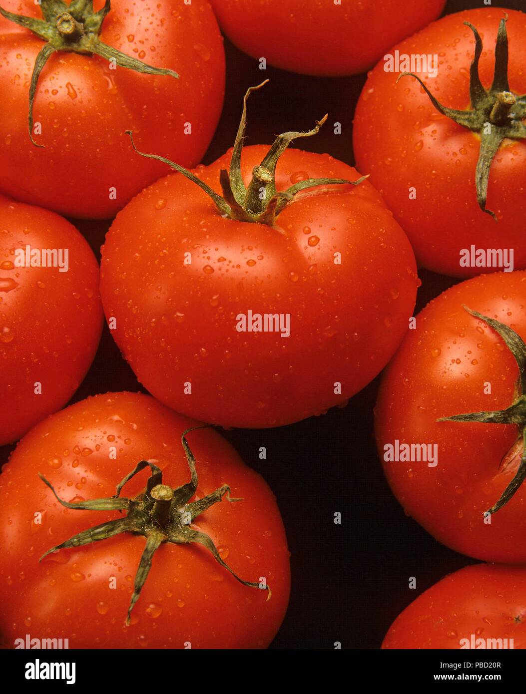 Tomates, région d'Andalousie, Espagne, Europe. Banque D'Images