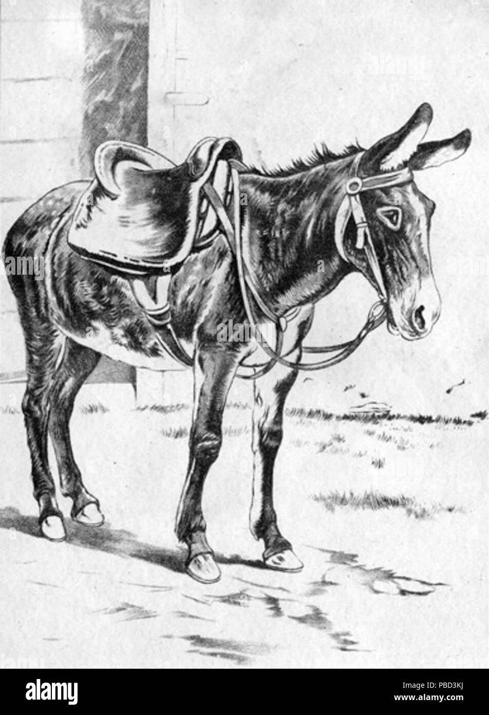 . (Retiré après demande. reusableart) . vers 1880 1283 Mule Bâtés Banque D'Images