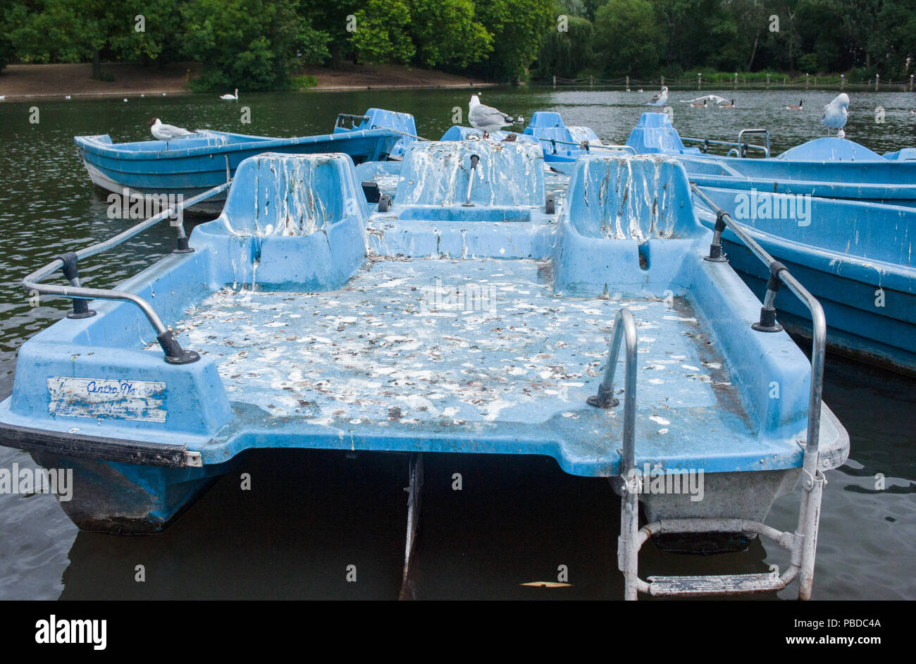 Guano sur les goélands, de pédalos Black-Headed (Chroicocephalus ridibundus), troupeau d'oiseaux matures et immatures, Regents Park, Londres, Royaume-Uni Banque D'Images