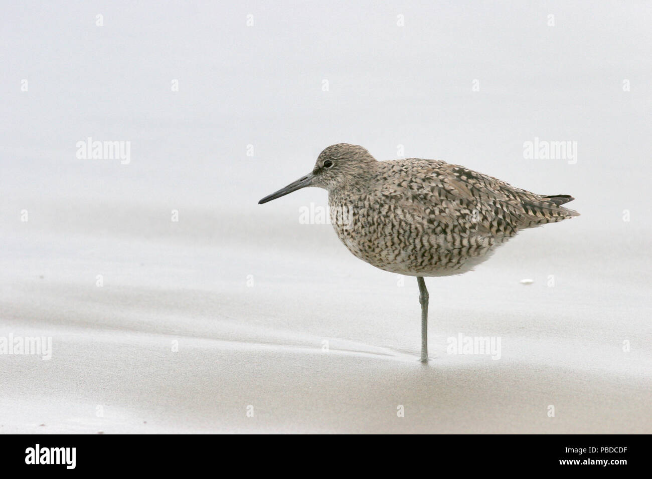 Willet (Tringa semipalmata) Avril 19th, 2007 Point Reyes National Seashore, Californie Banque D'Images