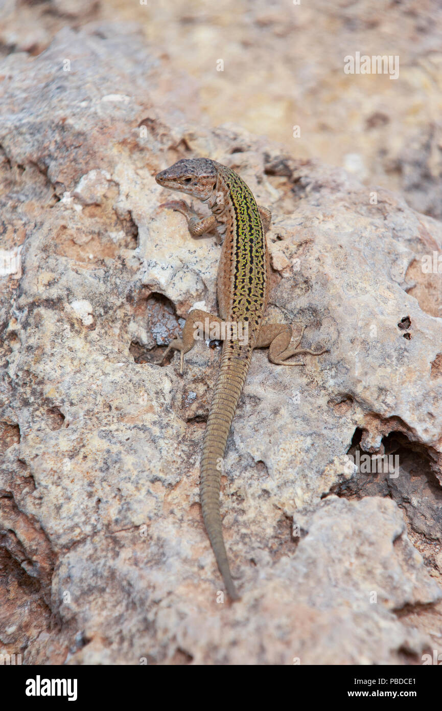 Ibiza, lézard des murailles (Podarcis pityusensis), sur des rochers sur la côte est de l'île d'Ibiza, Baléares, Mer Méditerranée, Espagne Banque D'Images
