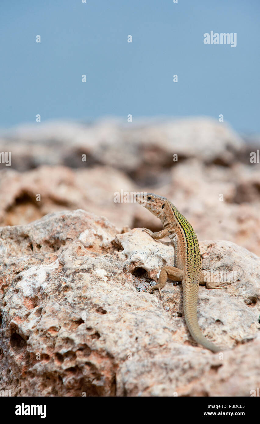 Ibiza, lézard des murailles (Podarcis pityusensis), sur des rochers sur la côte est de l'île d'Ibiza, Baléares, Mer Méditerranée, Espagne Banque D'Images