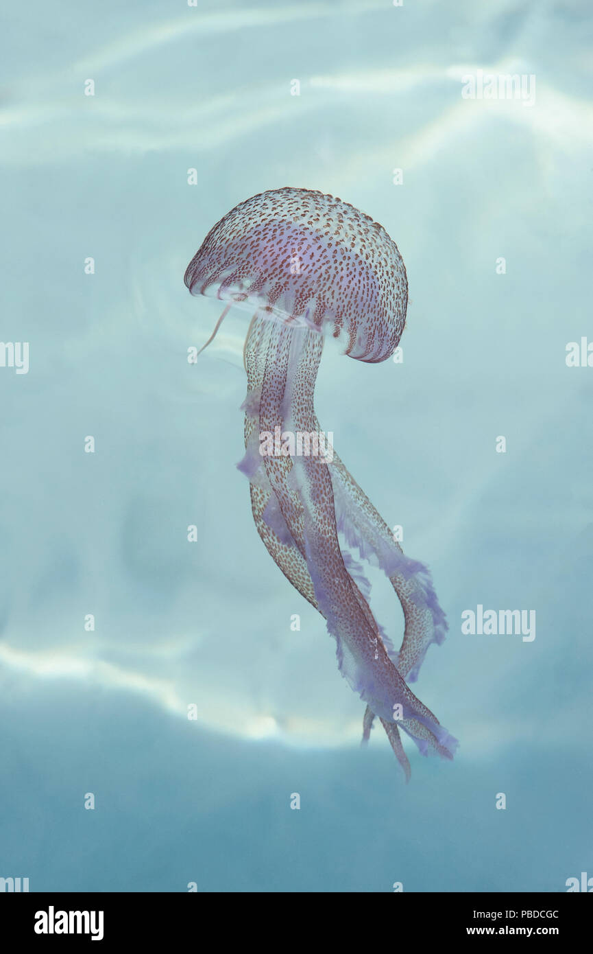 Les Méduses luminescentes ou mauve (Pelagia noctiluca, Stinger), mer Méditerranée, Iles Baléares, Espagne, Europe Banque D'Images