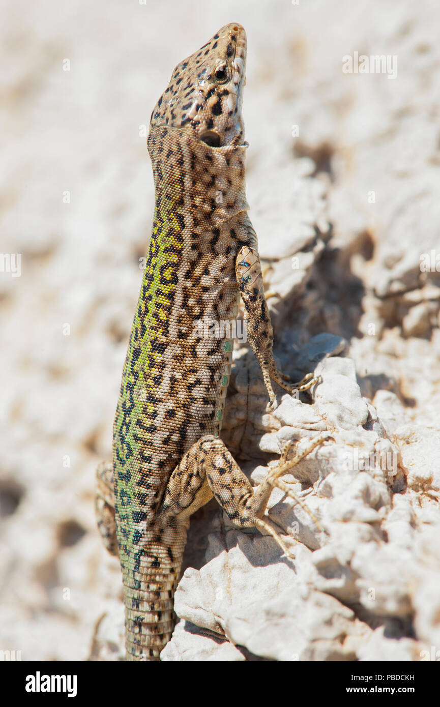 Ibiza, lézard des murailles (Podarcis pityusensis), sur des rochers sur la côte est de l'île d'Ibiza, Baléares, Mer Méditerranée, Espagne Banque D'Images