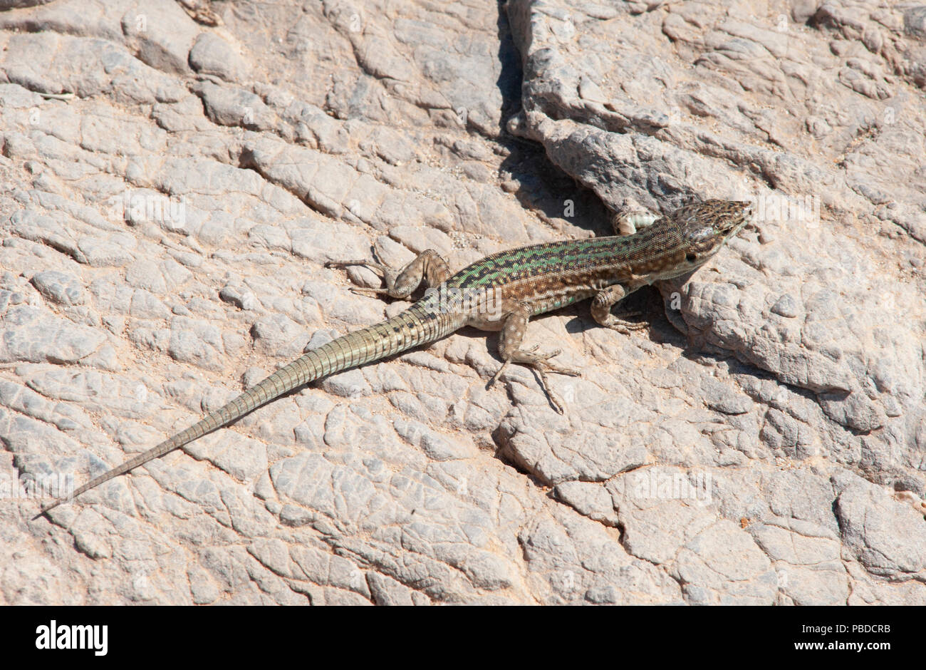Ibiza, lézard des murailles (Podarcis pityusensis), sur des rochers sur la côte est de l'île d'Ibiza, Baléares, Mer Méditerranée, Espagne Banque D'Images