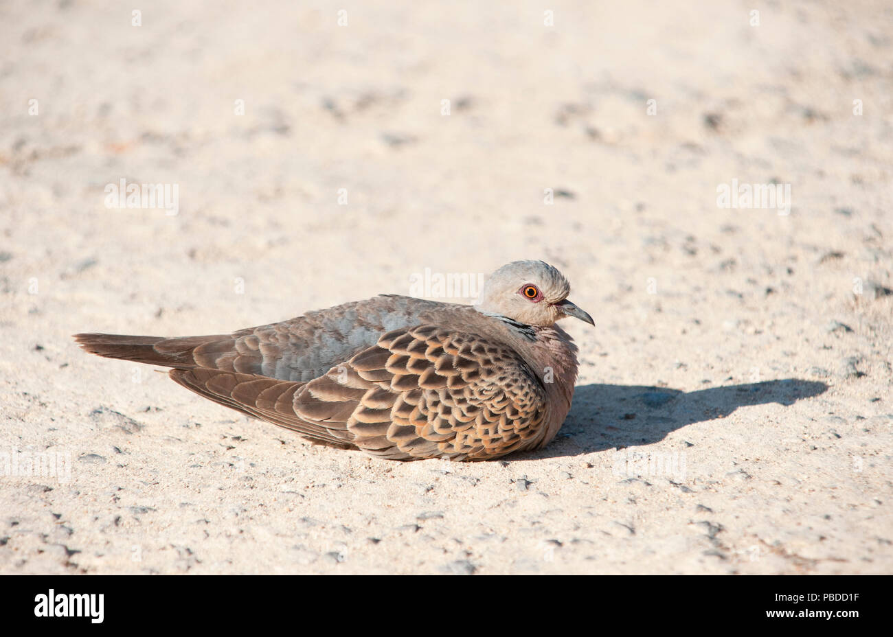 La tourterelle Européens adultes, (Streptopelia turtur), Ibiza, Baléares, Mer Méditerranée, Espagne Banque D'Images