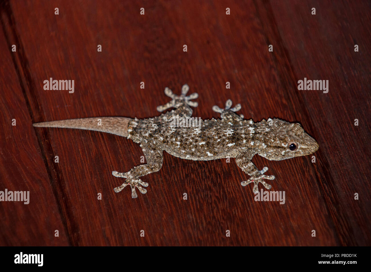 Mur mauresque,(Gecko Tarentola mauritanica), également connu sous le nom de mur commun Gecko, chasse les insectes sur le mur, Ibiza, Baléares, Espagne Banque D'Images