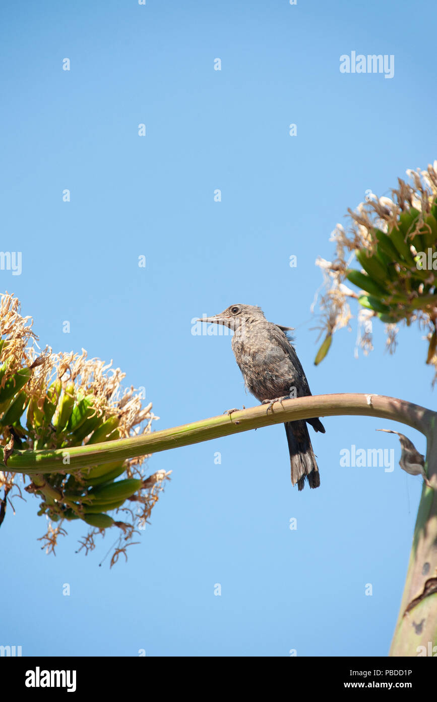 Blue Rock Thrush, femelle (Monticola solitarius), perché dans Agave americana plante, Ibiza, Baléares, Mer Méditerranée, Espagne Banque D'Images