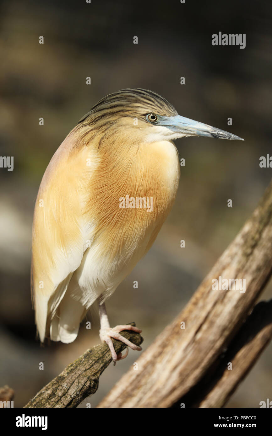 - Crabier chevelu Ardeola ralloides - rester sur moignon Banque D'Images