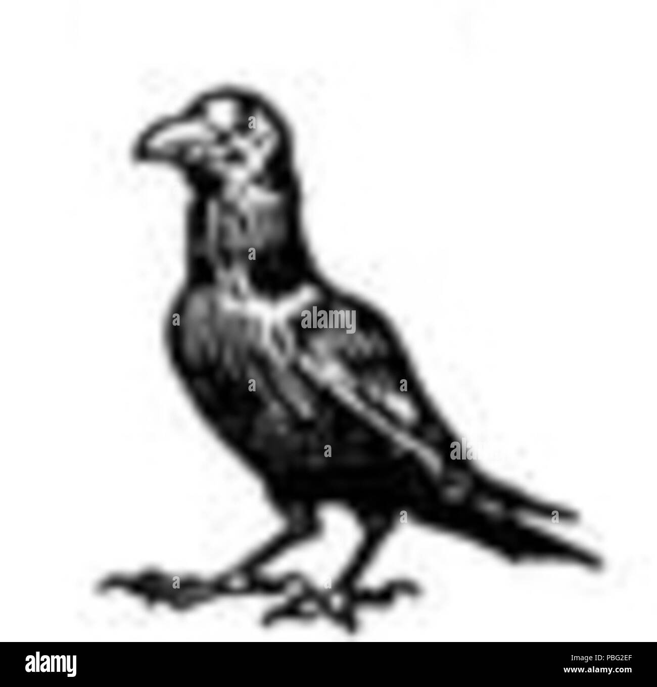1545 Petit oiseau noir Dimensions Banque D'Images