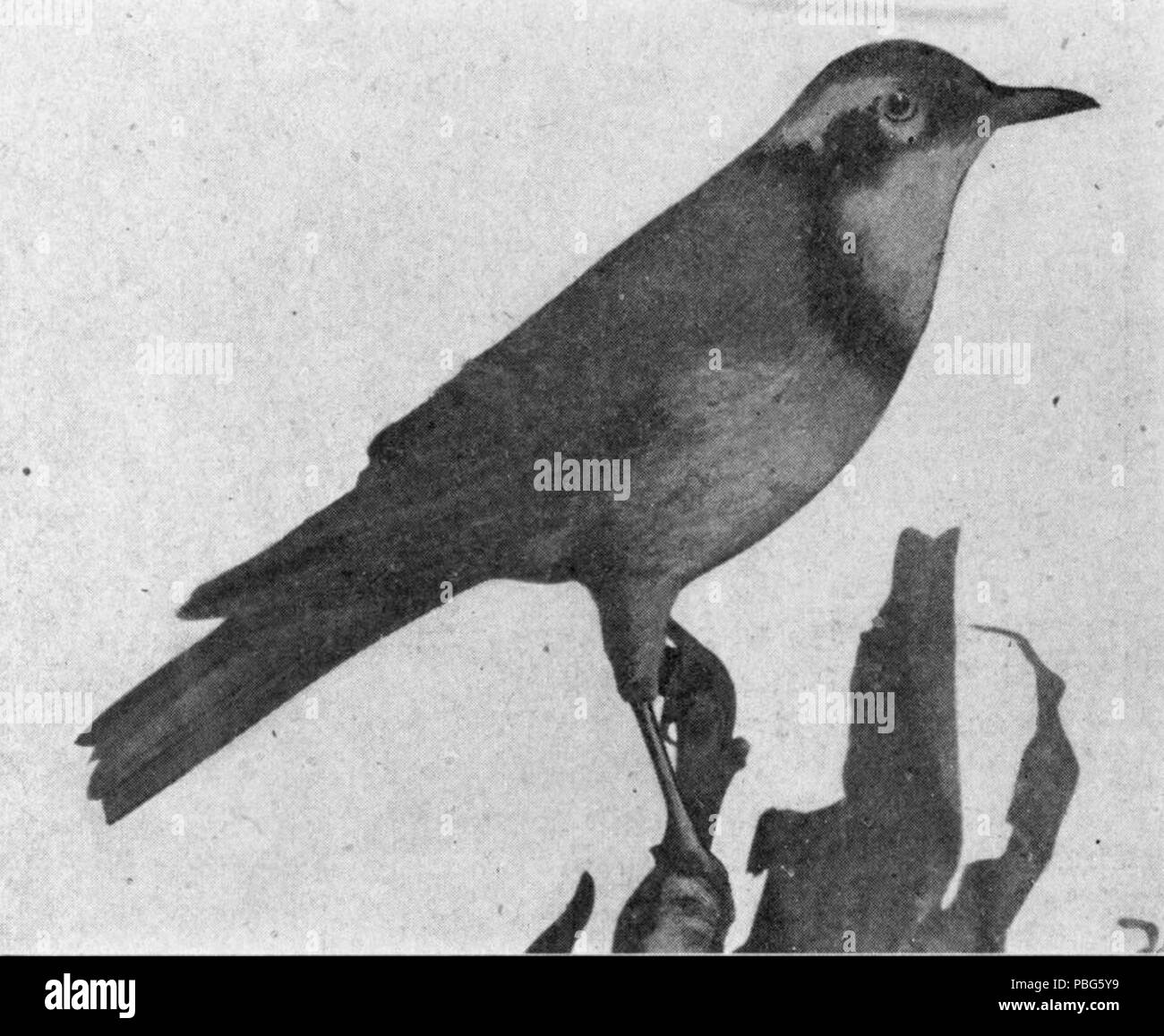 Guide pour les oiseaux 1573 Stebbins 014 Grive Banque D'Images
