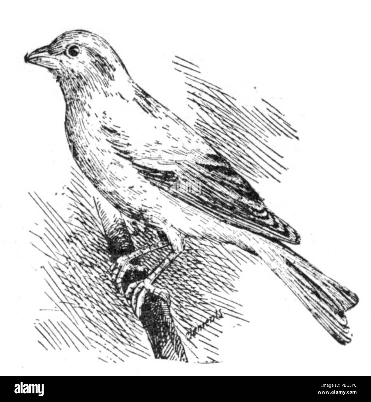 1573 Guide pour les oiseaux 019 Stebbins Banque D'Images