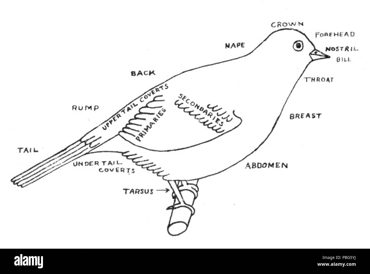 Guide pour les oiseaux 1573 Stebbins 022 contours Banque D'Images