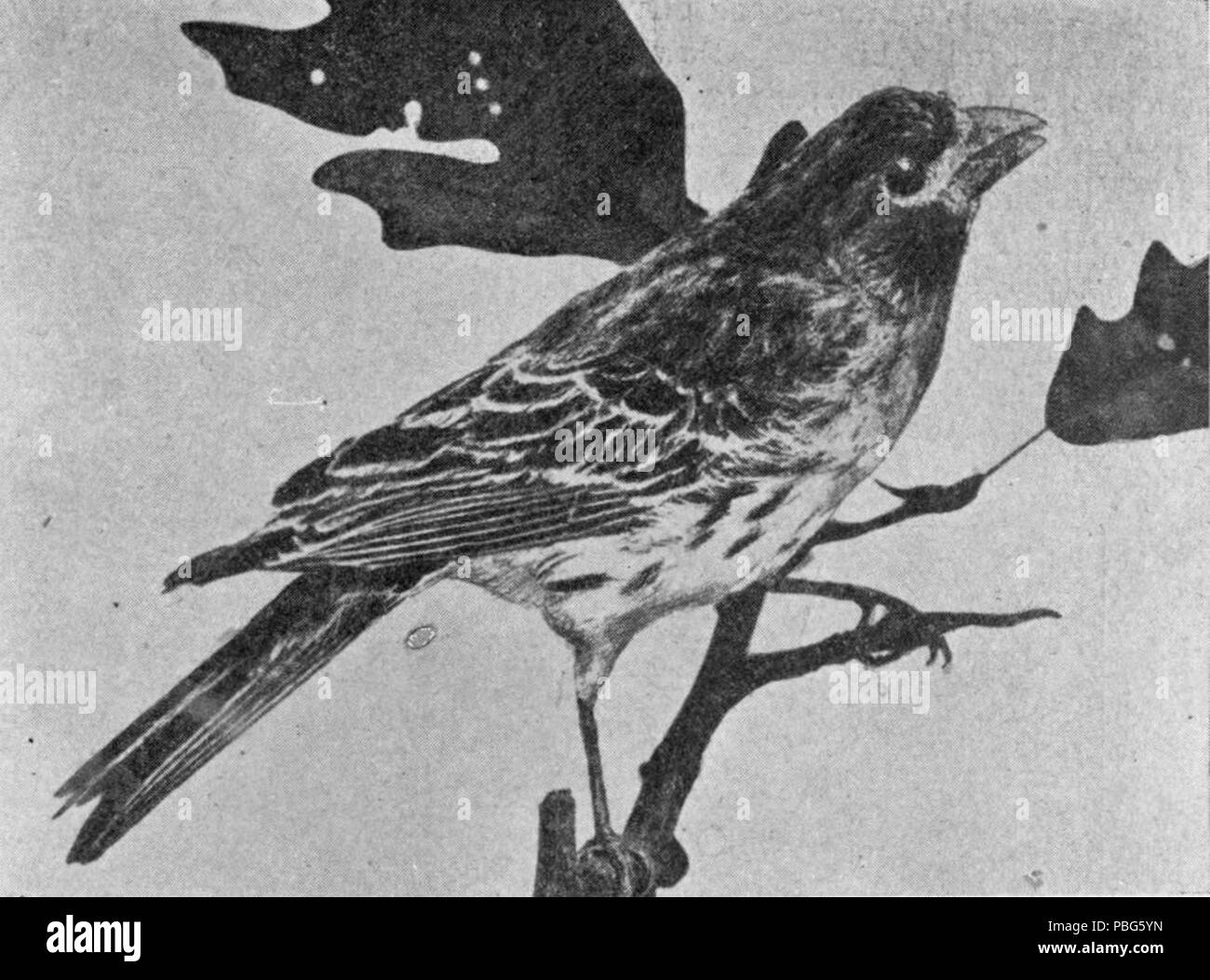 Guide pour les oiseaux 1573 Stebbins 09 Housefinch Banque D'Images