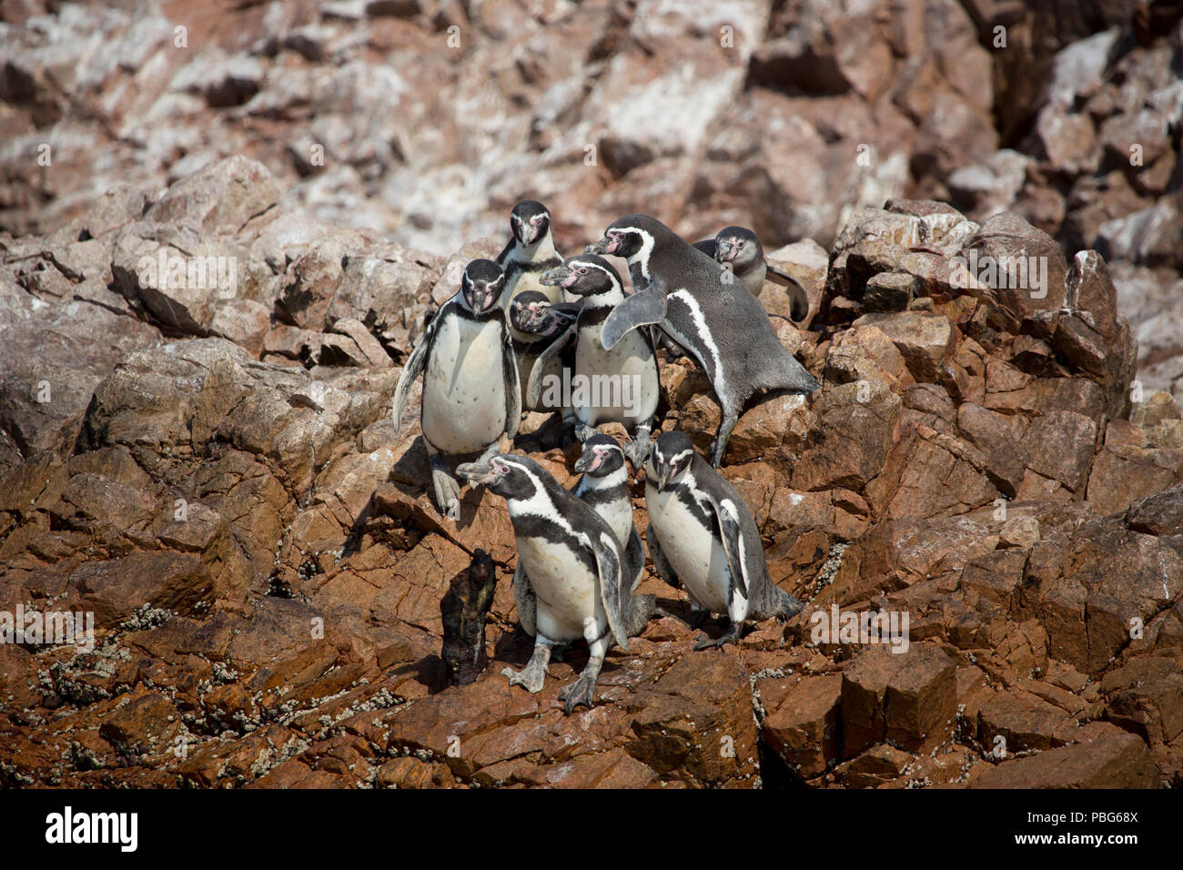 Les manchots de Magellan, les îles Ballestas Paracas, Amérique du Sud Banque D'Images