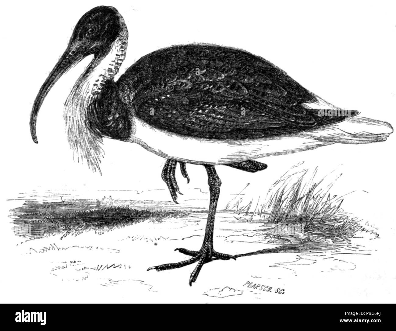 1578 IBIS Banque D'Images