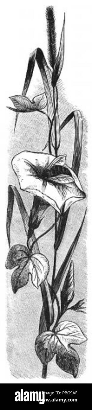 1599 Grand Dessin de Morning Glory Banque D'Images