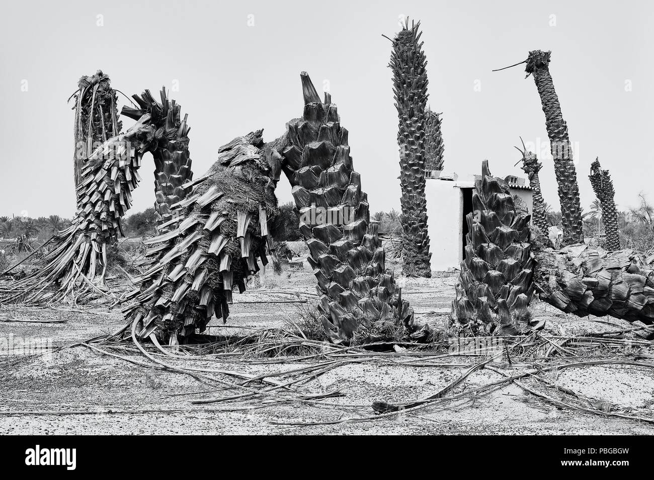 Date palm cimetière : Entreprises a plié Banque D'Images