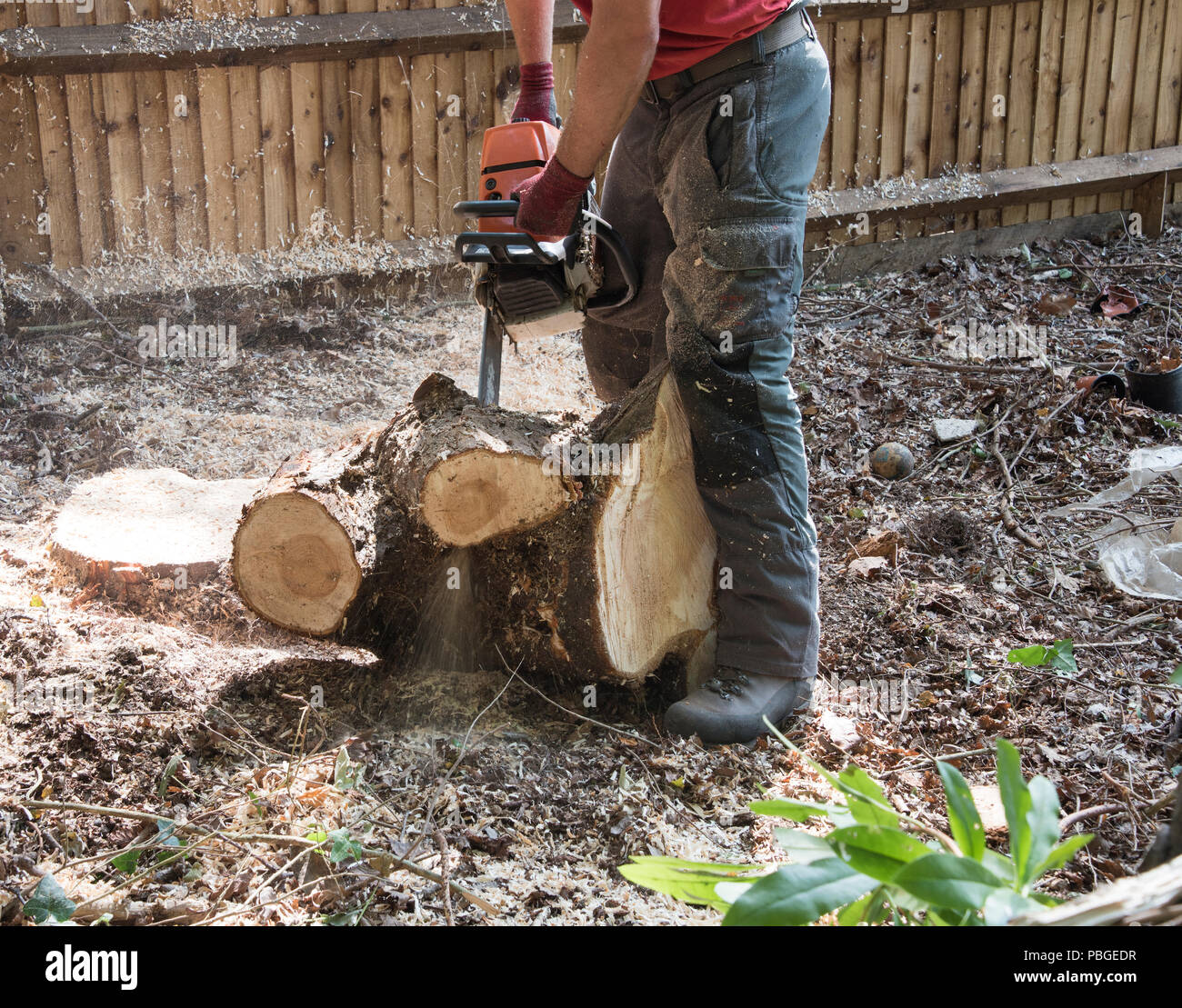 Travailleur forestier à l'aide d'une scie pour couper à travers le cadre d'une souche d'arbre Banque D'Images