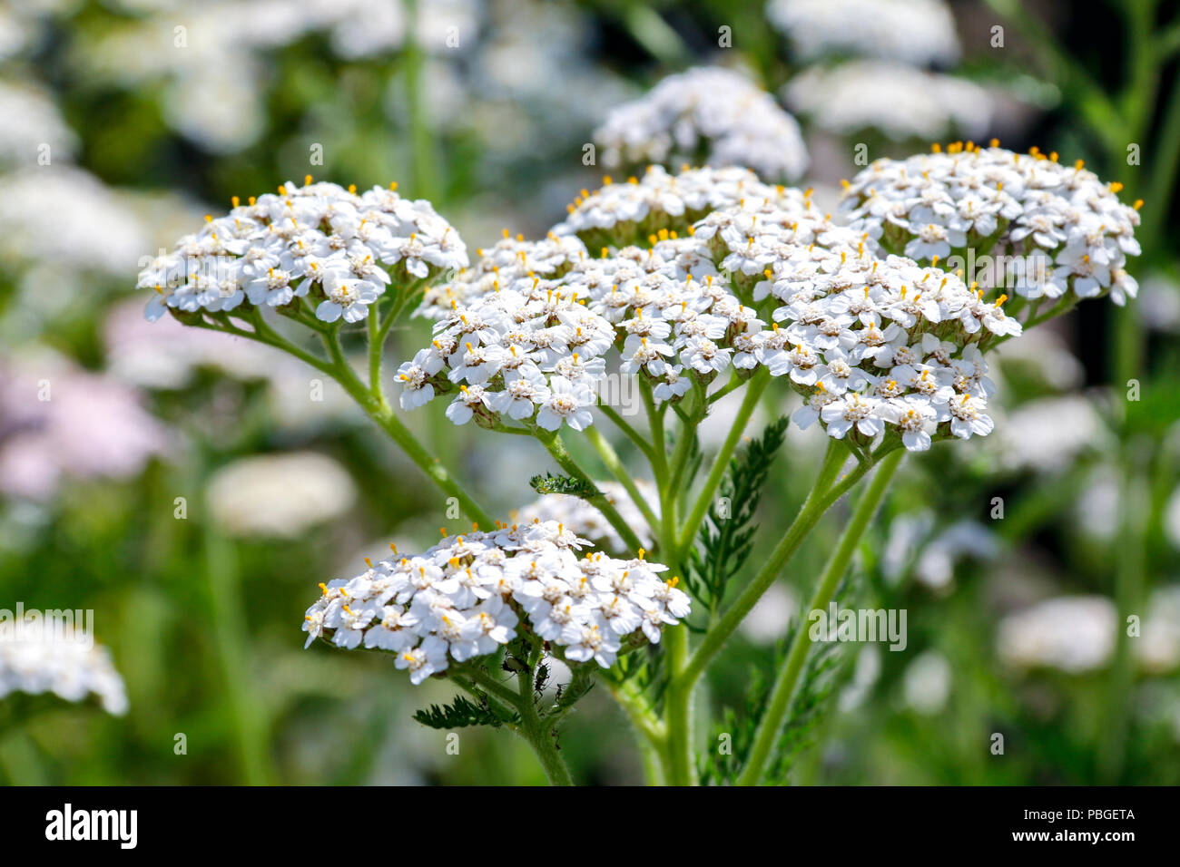Fleurs d'achillée millefeuille (Achillea millefolium), une plante médicinale traditionnellement utilisée pour ses propriétés anti-inflammatoires Banque D'Images