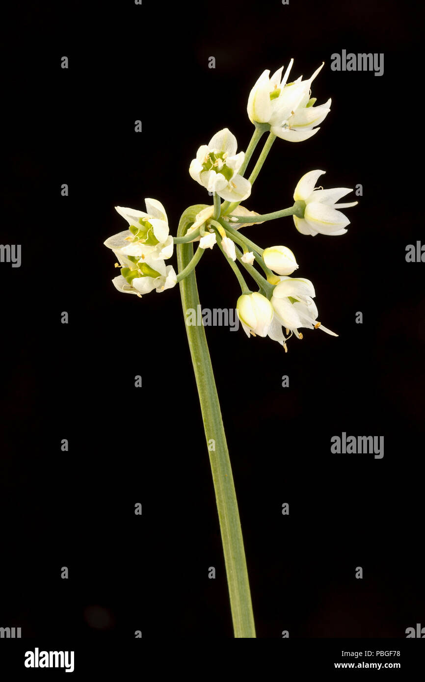 Dame de poireau, l'oignon, ou un signe de l'Allium cernuum, var. 'White Dwarf', fleur. Juillet. Banque D'Images