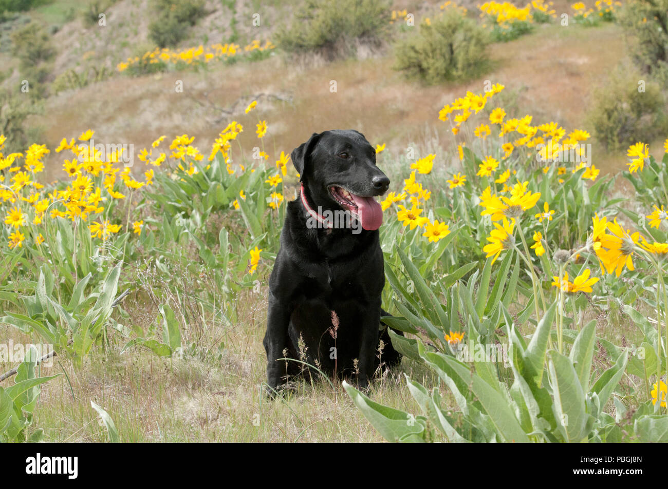 Labrador noir assis dans un patch de près de Boise IDAHO balsamorhize arrowleaf Banque D'Images
