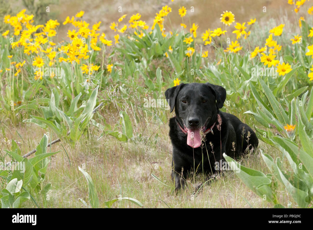 Labrador noir couché dans un patch de près de Boise IDAHO balsamorhize arrowleaf Banque D'Images