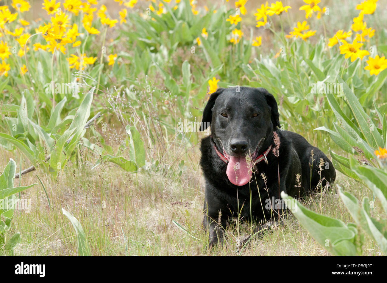 Labrador noir couché dans un patch de près de Boise IDAHO balsamorhize arrowleaf Banque D'Images