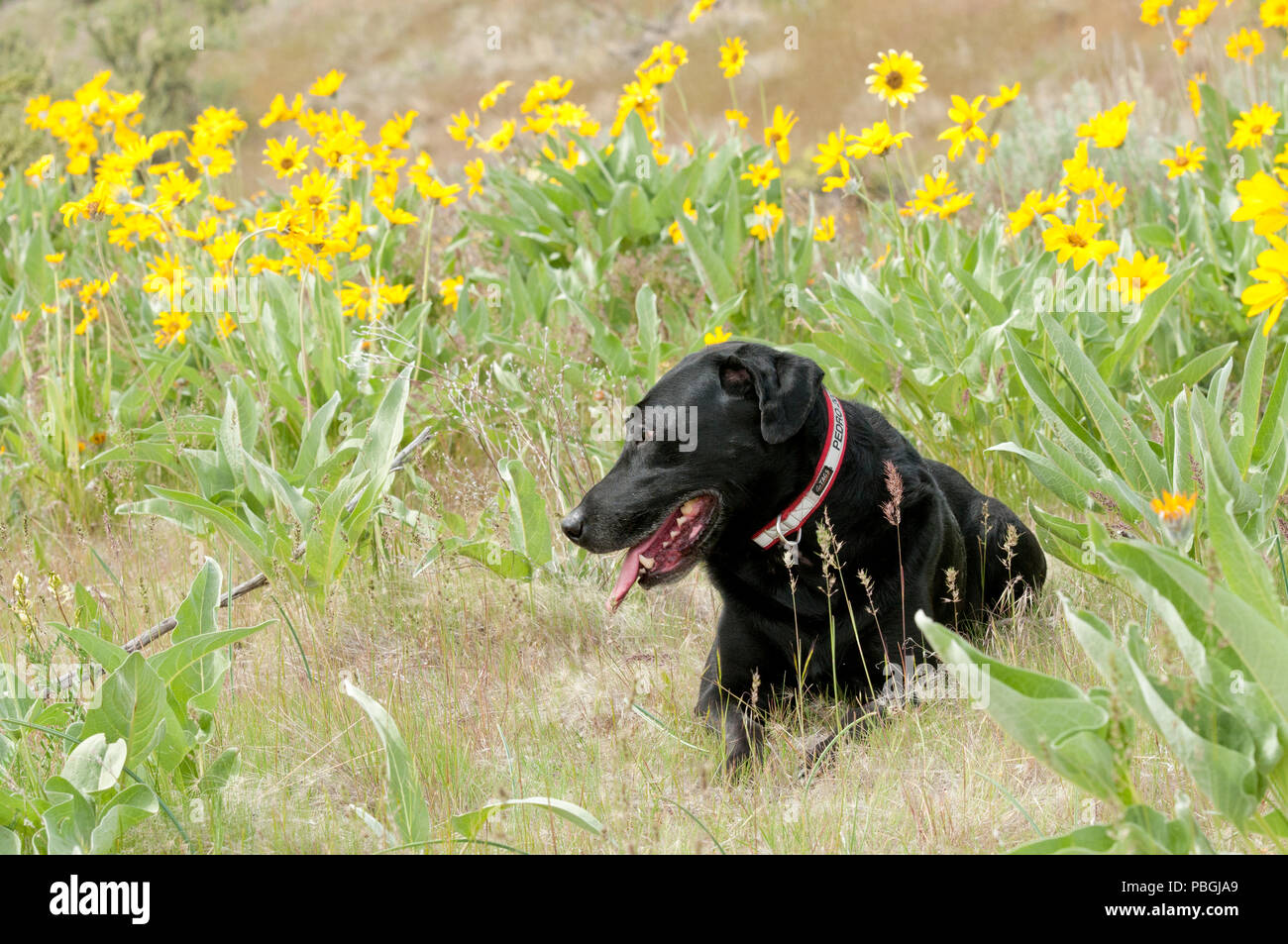 Labrador noir couché dans un patch de près de Boise IDAHO balsamorhize arrowleaf Banque D'Images