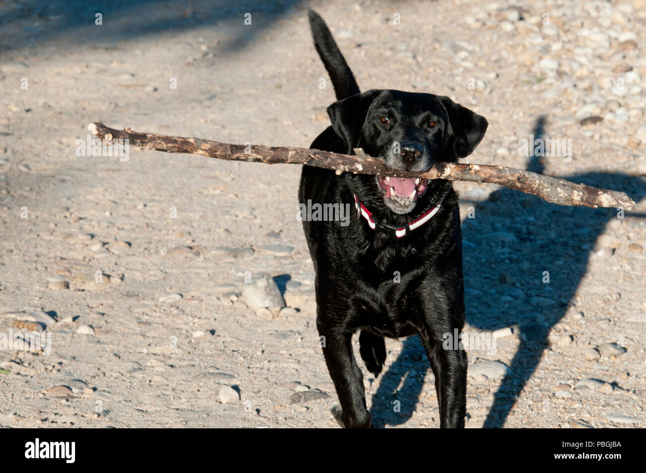 Labrador noir de l'extraction d'un grand bâton Banque D'Images