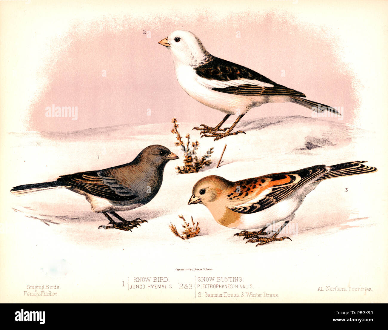 Snow Bird, pleine longueur, profil droit ; (2.) un Bruant des neiges en tenue d'été, à gauche, de profil en haut à droite ; et (3.) un Bruant des neiges en hiver robe, ca 1874 profil gauche.tif Banque D'Images