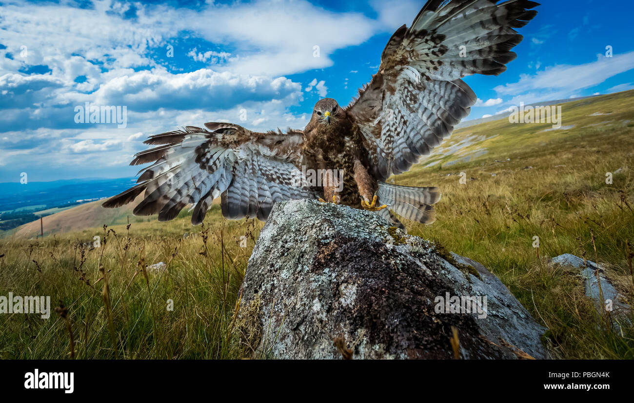 Buse, buse variable, nom scientifique : Buteo buteo, perché sur le lichen couverts rock en anglais Lake District avec vue panoramique. L'horizontale Banque D'Images