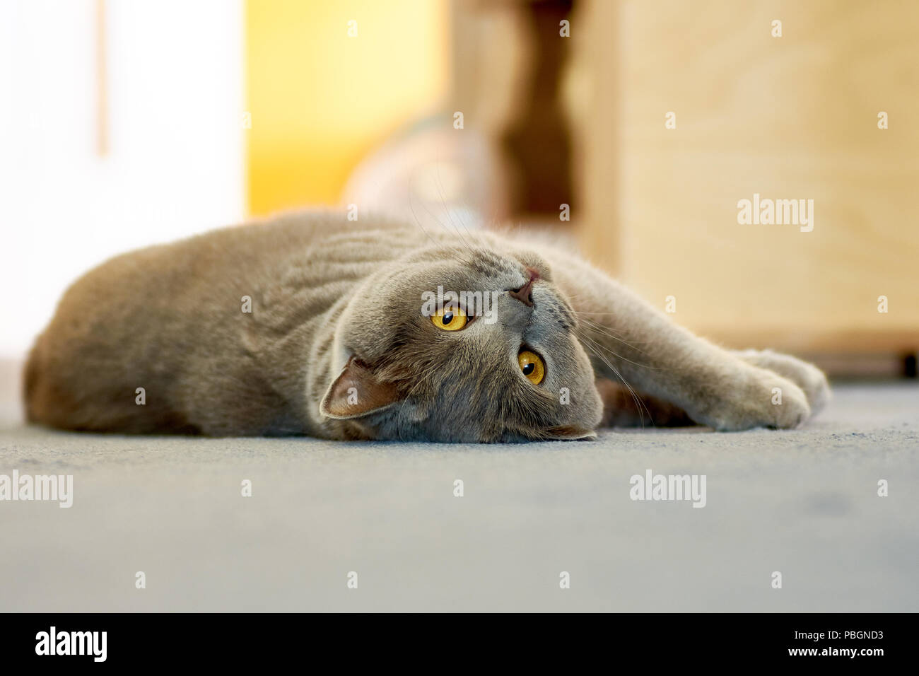 La Mignon chat à poils courts avec les yeux jaune allongé sur un tapis bleu dans un appartement avec un arrière-plan flou Banque D'Images