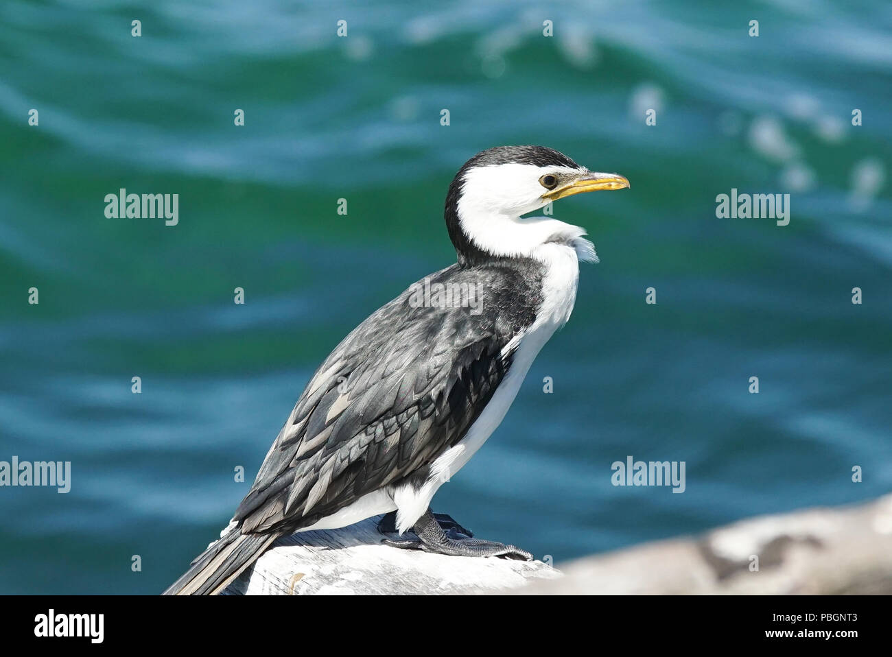 Grand Héron, Ardea, cendré photo a été prise dans l'ouest de l'Australie Banque D'Images
