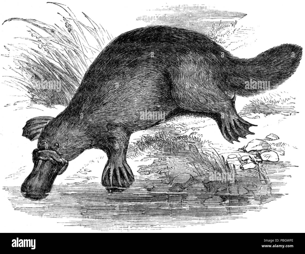 1630 l'ornithorynque ou Paradoxe Banque D'Images