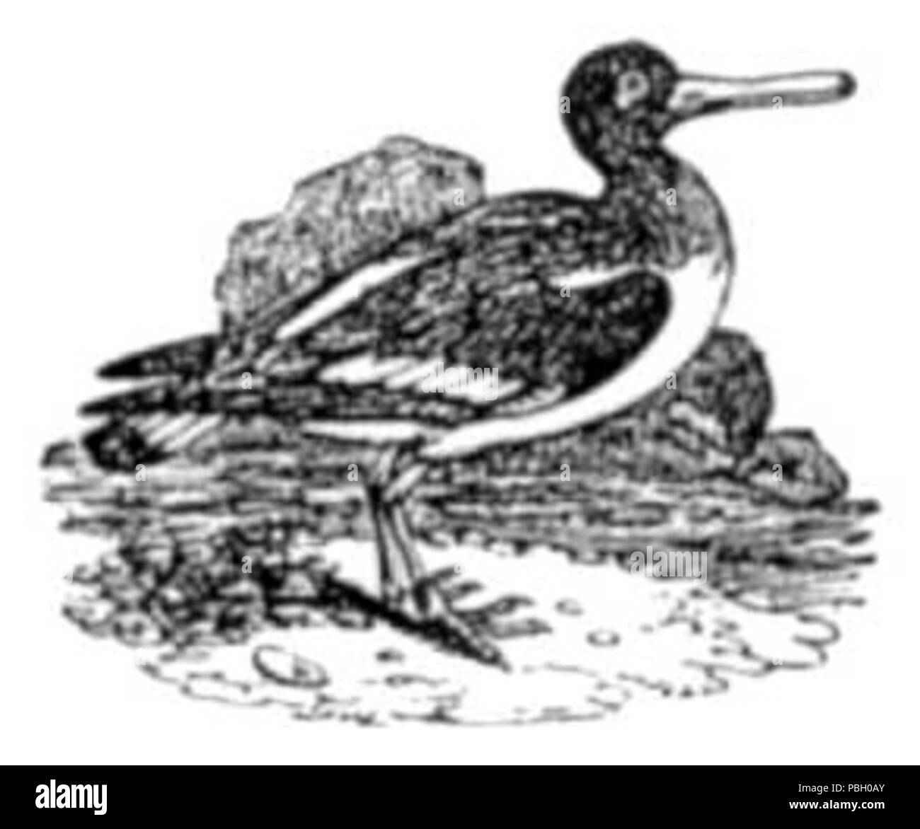 1663 L'Oyster Catcher Banque D'Images