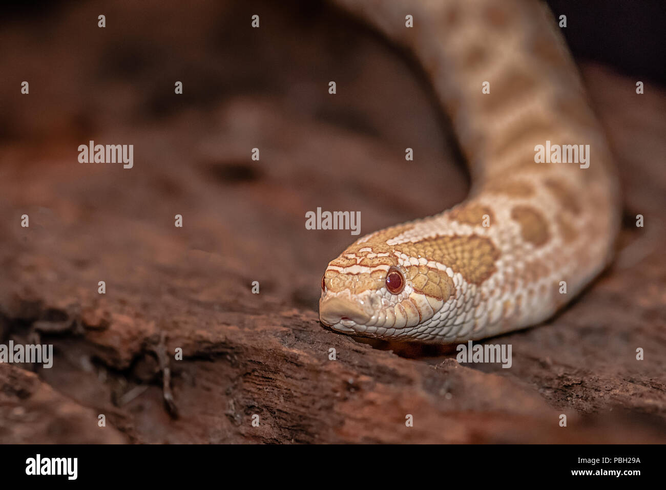 Un gros plan de la tête pf un serpent à groin. C'est sur un morceau de vieux bois. C'est face à la caméra. With copy space Banque D'Images