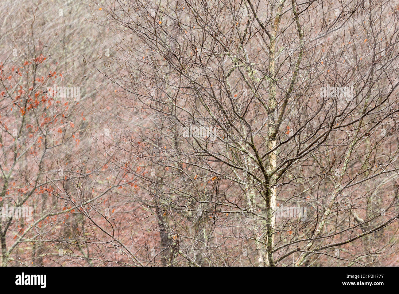 Coups de neige passé bouleaux près de Campo do Gerês, signalant un véhicule de fortes chutes de neige. Banque D'Images