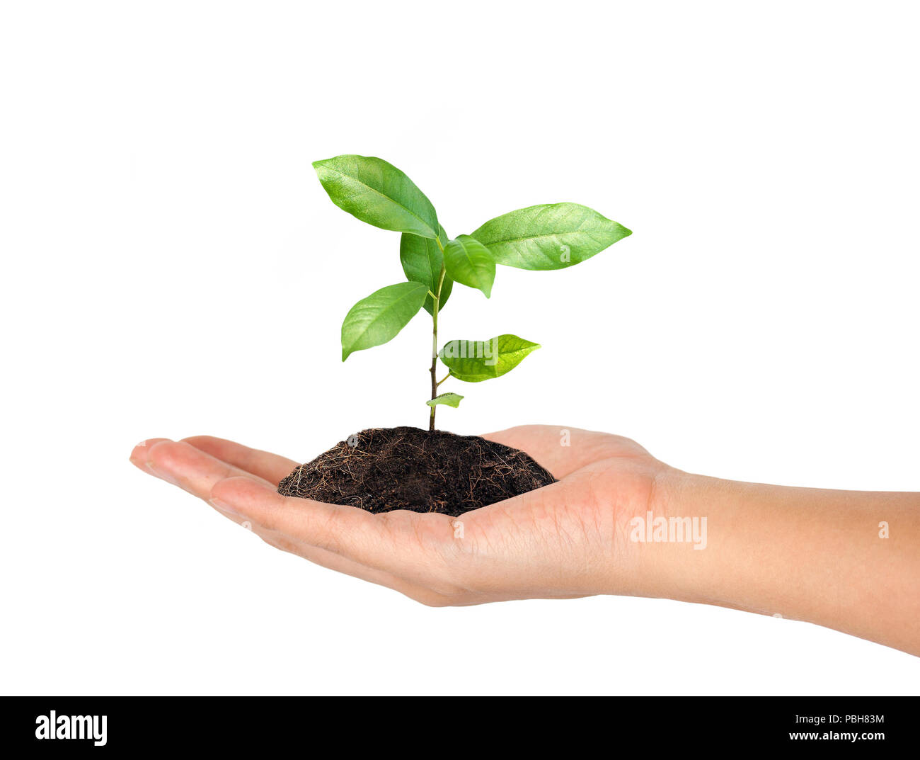 Plante en main isolé sur fond blanc - responsabilité sociale de l'entreprise concept. Banque D'Images