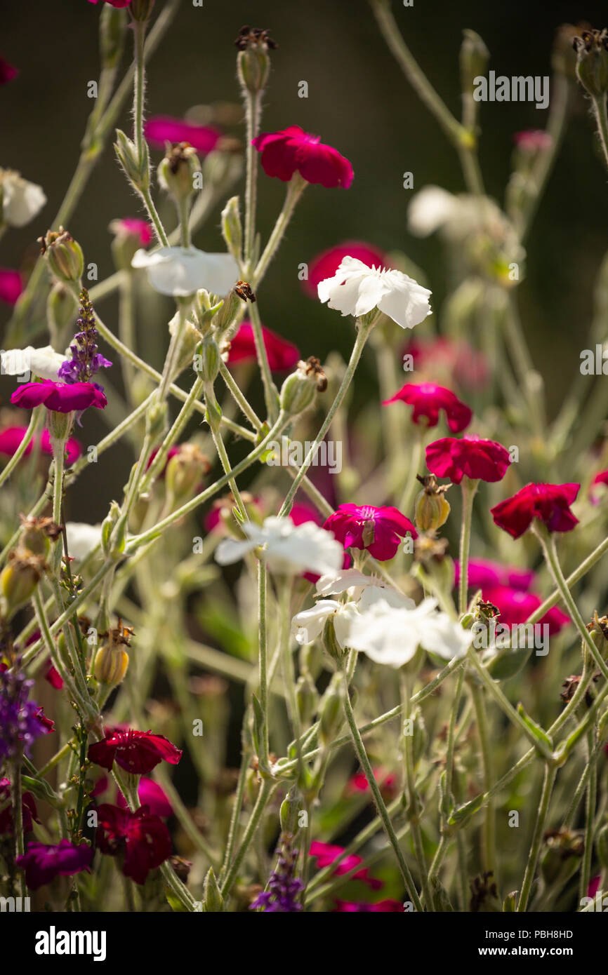 Rose et blanc Campion fleurs dans un jardin de fleurs sauvages. Banque D'Images