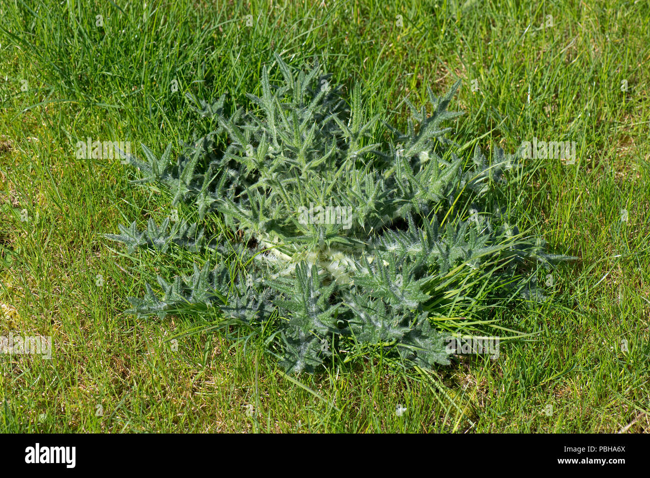 Rosette de feuilles d'un jeune lance le chardon, Cirsium vulgare, dans une jeune pelouse, Berkshire, Avril Banque D'Images