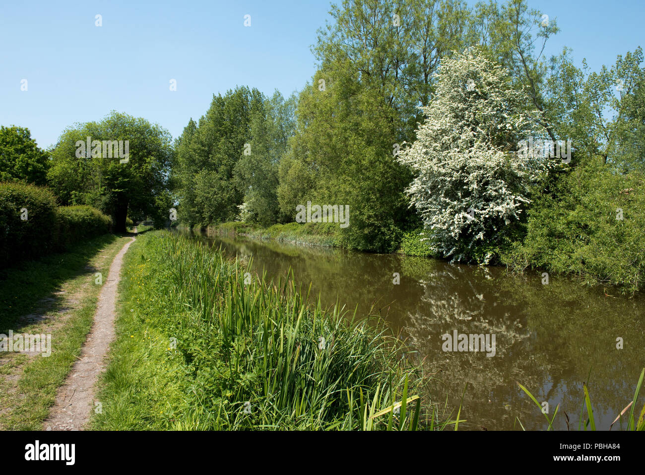 Le Kennet & Avon Canal et chemin de halage avec la floraison peut s'épanouir grâce à Hungerford, Coimmon peut Berkshire Banque D'Images