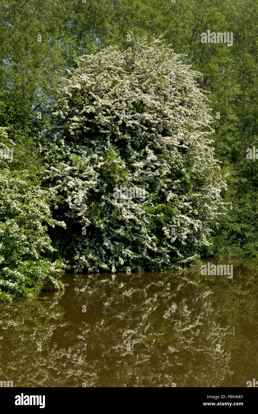 Une floraison blanche ou aubépine Crataegus monogyna, arbre de mai, sur la rive de la Kennet and Avon Canal à Hungerford Banque D'Images