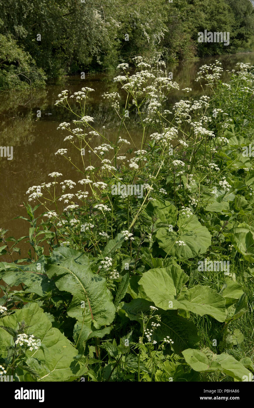 Cow parsley, Anthriscus sylvestris, la floraison par le canal Kennet et Avon à Hungerford, Berkshire, Mai Banque D'Images