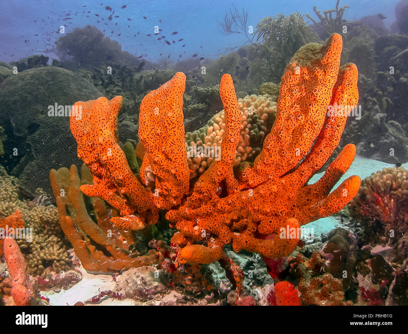 Barrière de corail en mer Carbiiean, Brown, Ectyoplasia éponge octopus encroûtantes ferox Banque D'Images