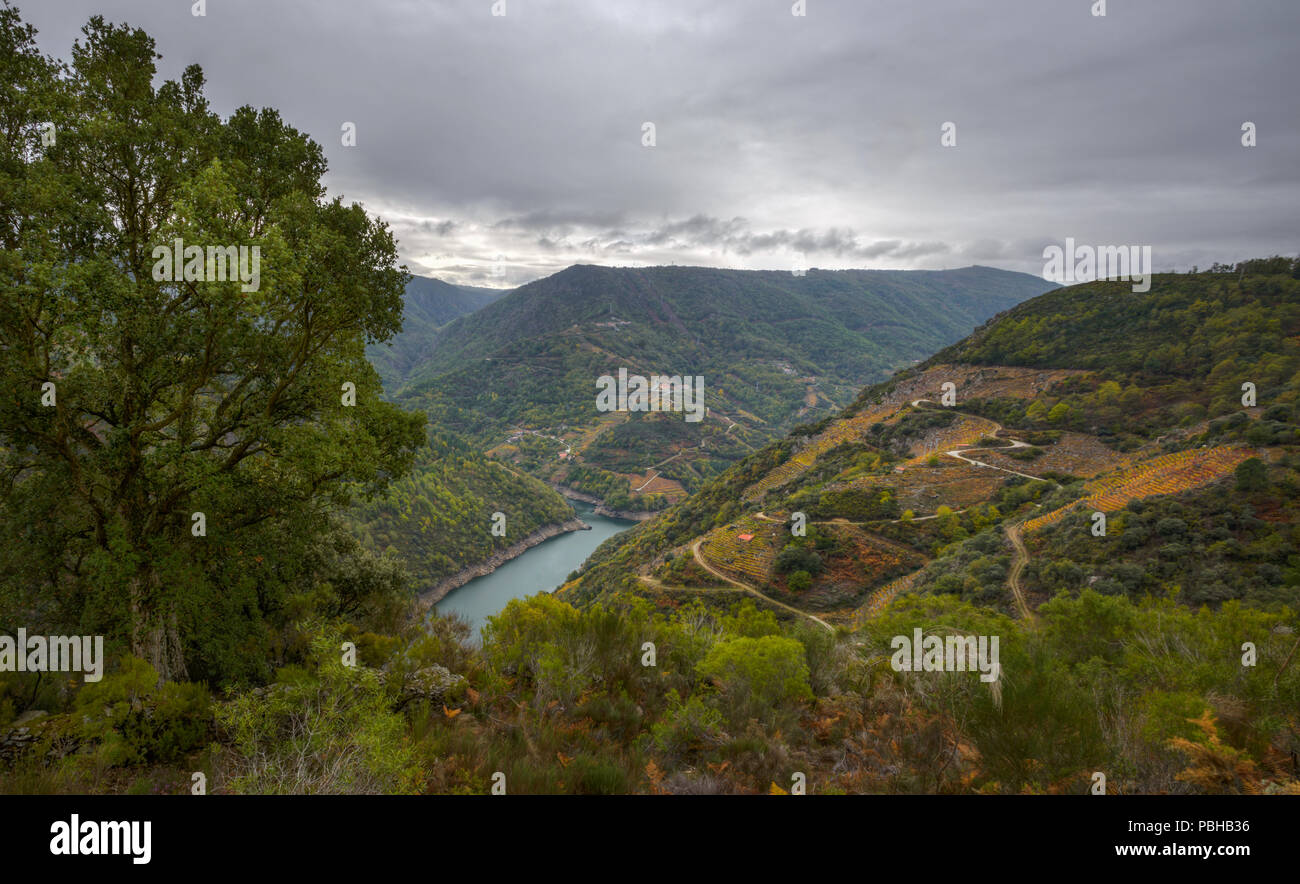El 'profundo Valle del río Sil con sus viñedos aterrazados en la Ribeira Sacra de Sober Banque D'Images