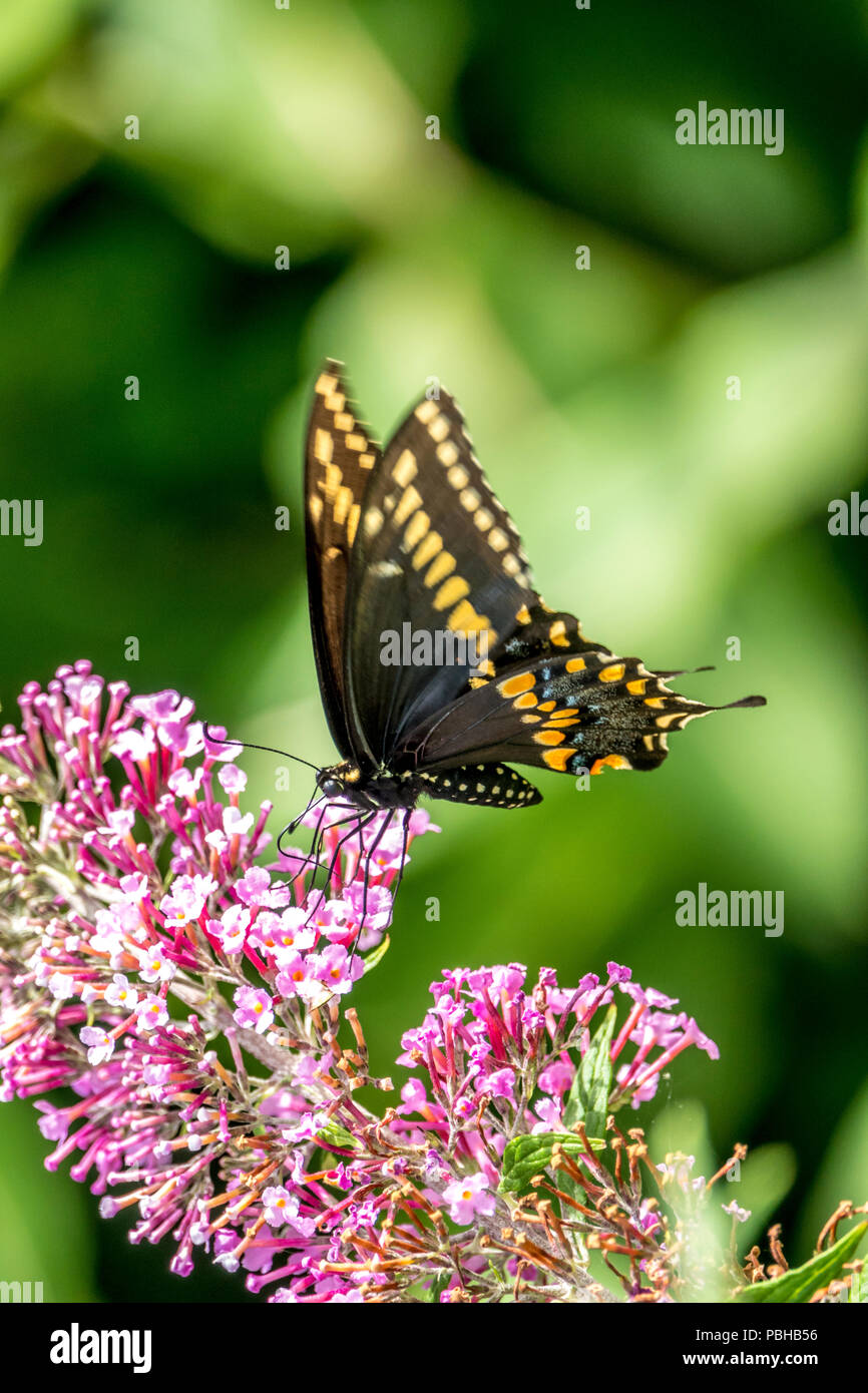 Papilio polyxenes, l'Est, swallowtail noir-américain ou machaon machaon panais, est un papillon trouvé presque partout en Amérique du Nord. Banque D'Images