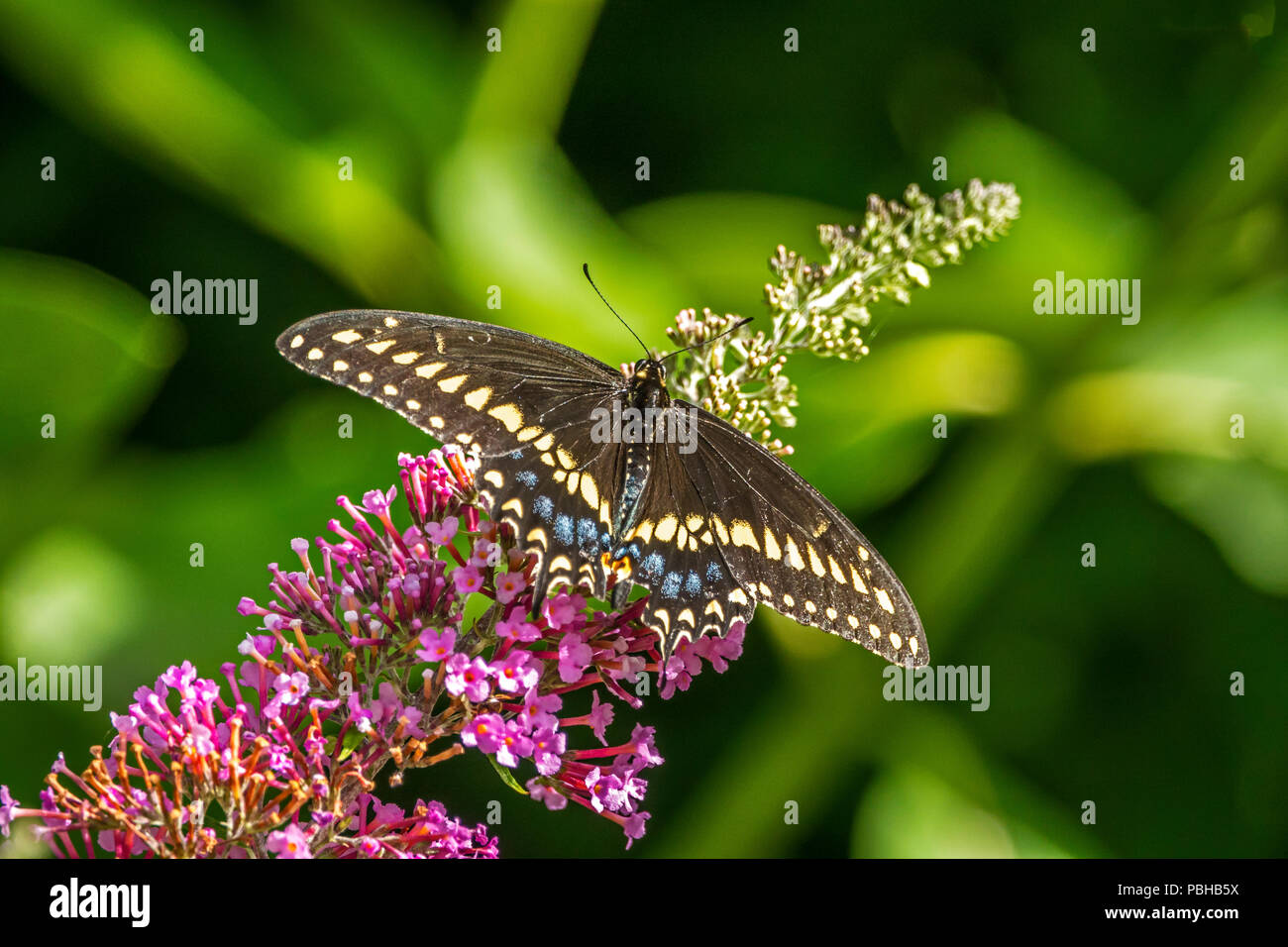 Papilio polyxenes, l'Est, swallowtail noir-américain ou machaon machaon panais, est un papillon trouvé presque partout en Amérique du Nord. Banque D'Images